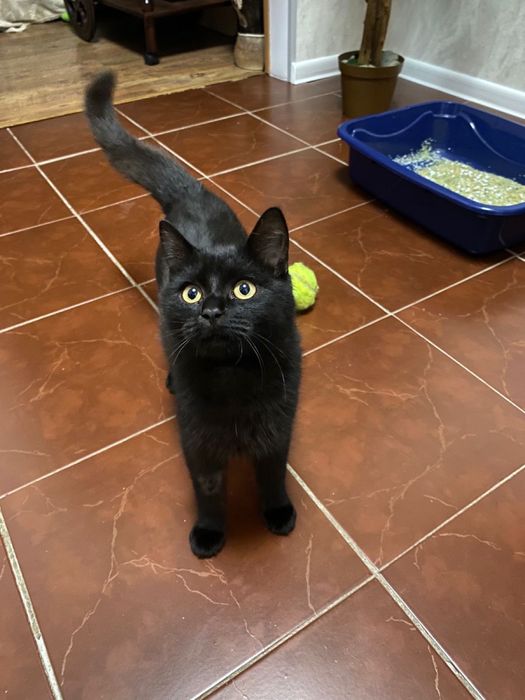 Віддам котенят в добрі руки.