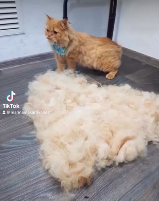 Груминг котиков