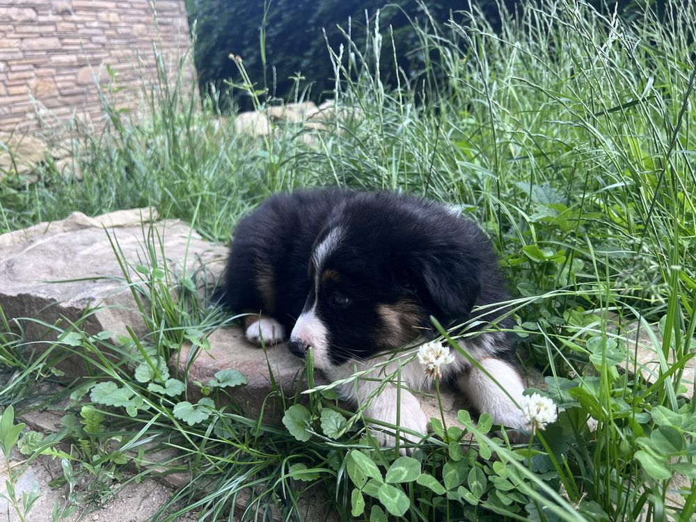 Piesek Border Collie