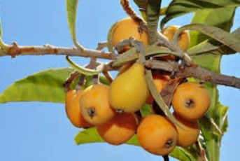 Nespereira (Eriobotrya japonica) - Planta em vaso - Desde 10€