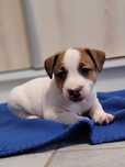 Jack Russell Terrier