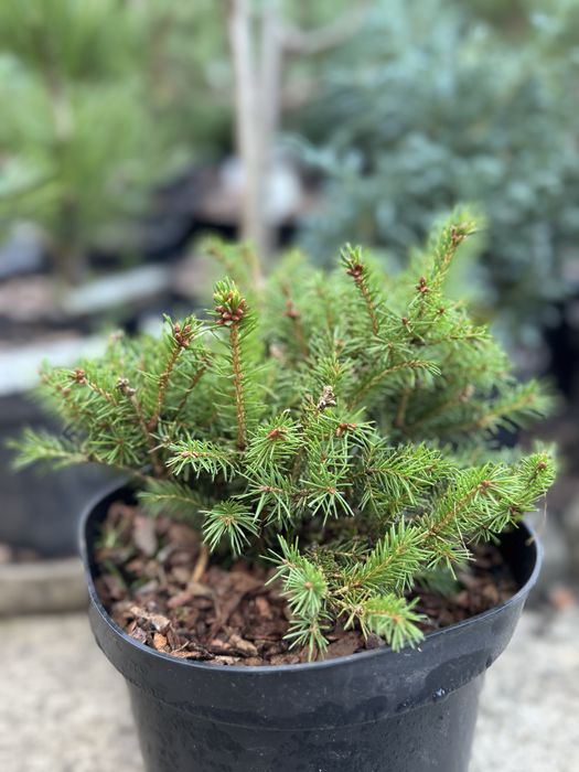 Хвойні рослини,туя,тис,ялівець,сосна,ялина.Догляд ,корекція,формування