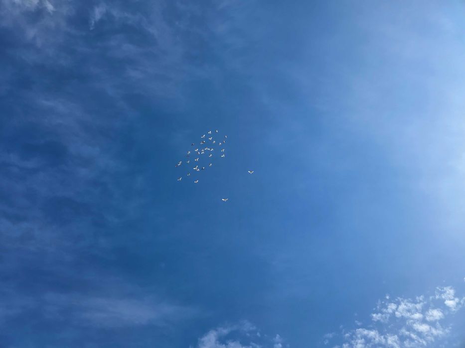 Budapeszty lot 20 sztuk ganiane