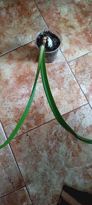 Amarylis hippeastrum Double Dream różowy