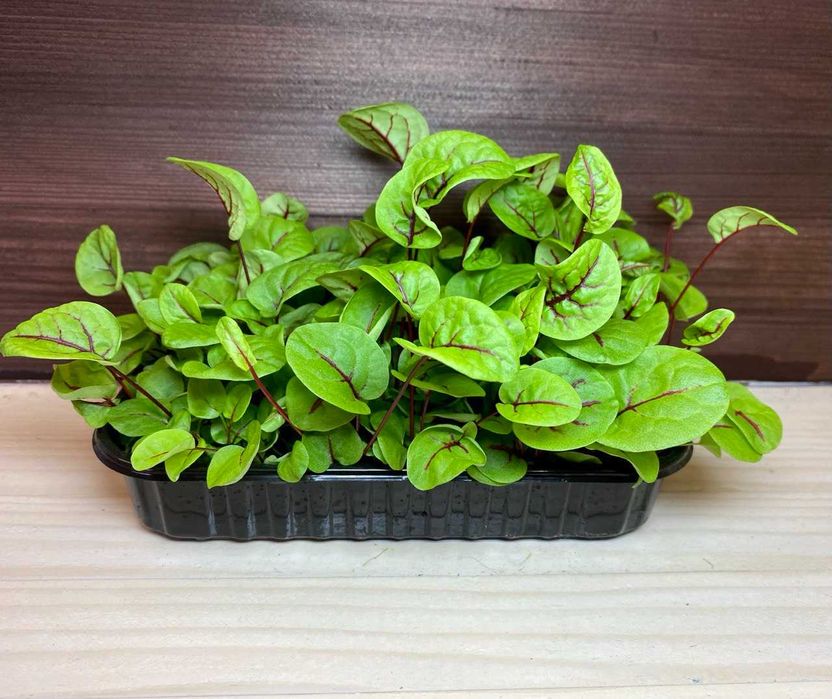 Мікрозелень в наявності! (більше 20 культур)