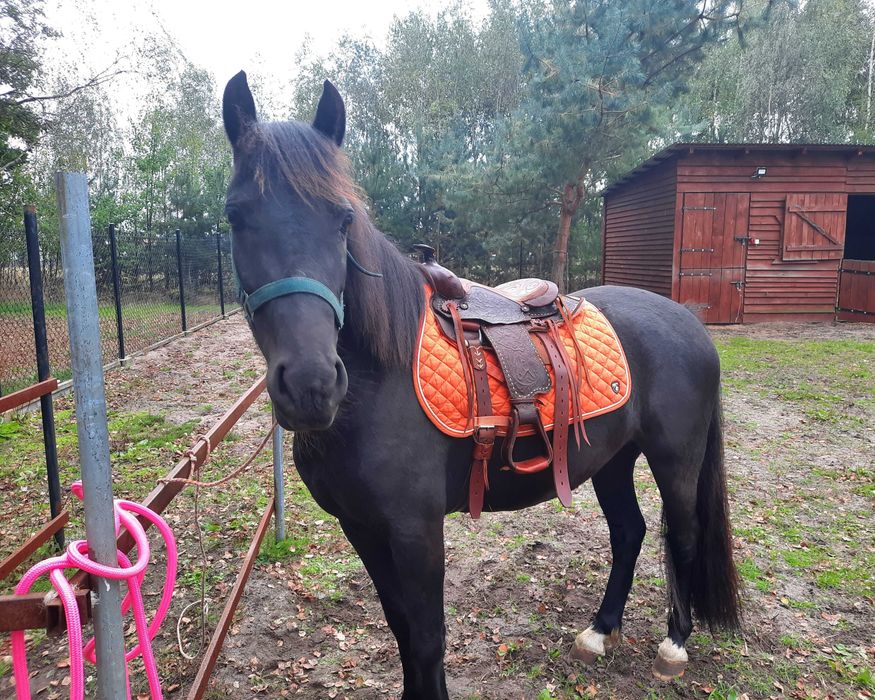 Klacz walijska 3 lata