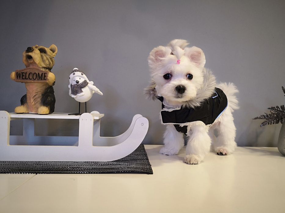 Strzyzenie psów, salon dla psów i kotów PUPIL