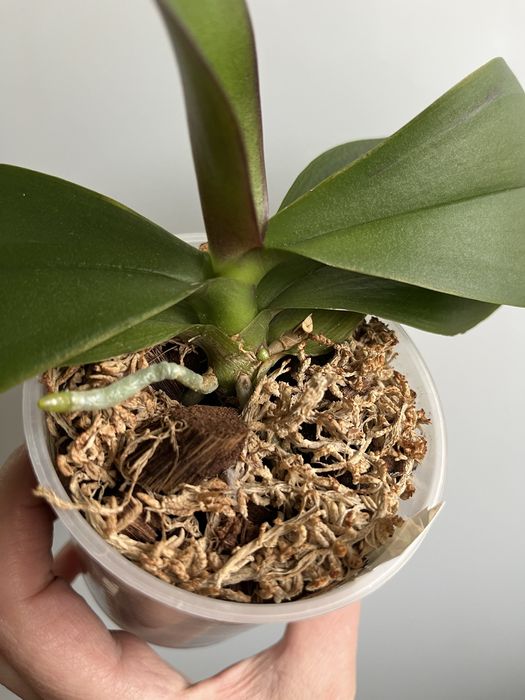 Фаленопсис Star Buster