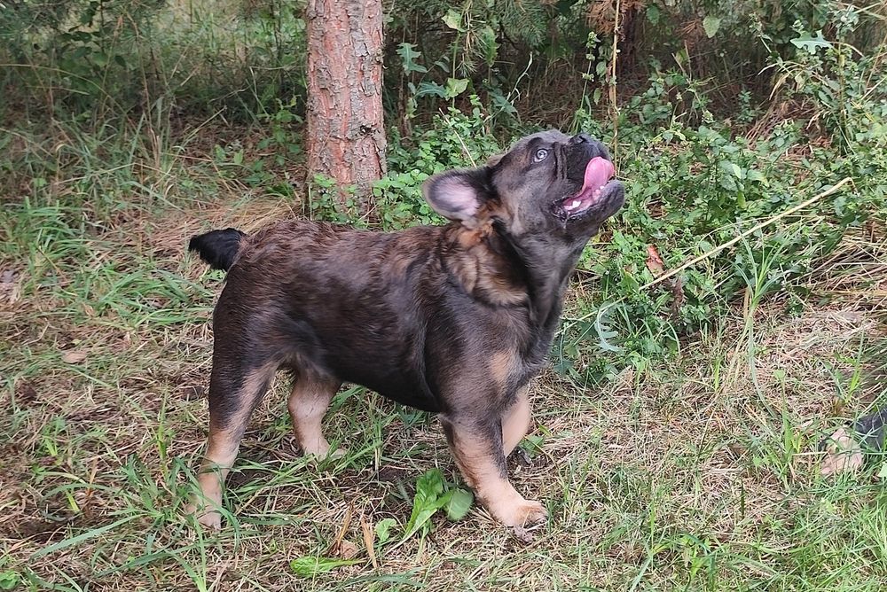 Buldog francuski 7 miesięcy pies
