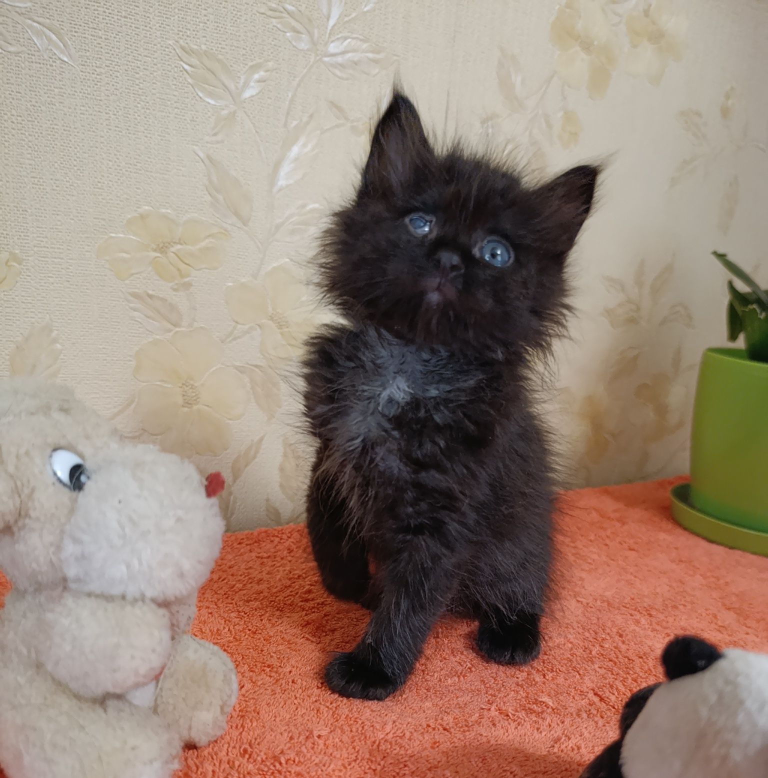 Котенок в хорошие руки