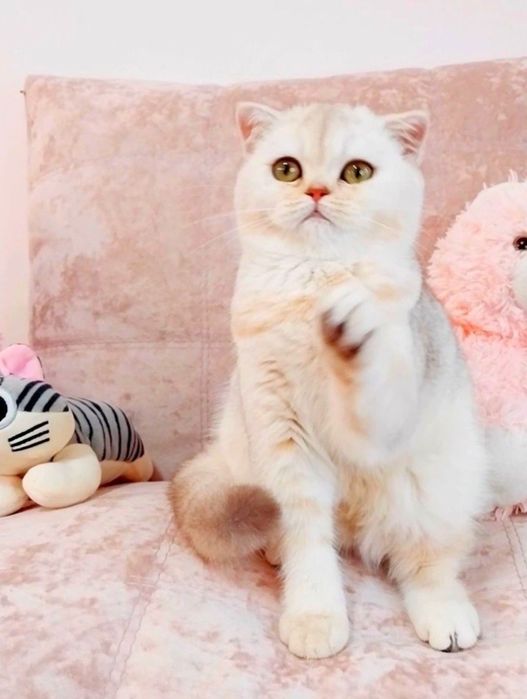 Неймовірно лагідна і розумна дівчина шиншилка чекає Вас