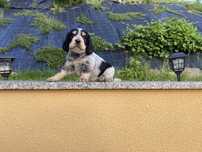 Piesek cocker spaniel angielski