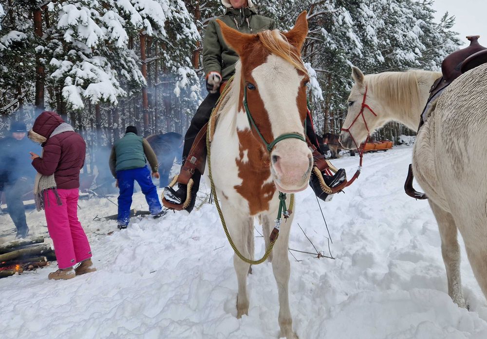 klacz małopolska srokata wpisana do księgi