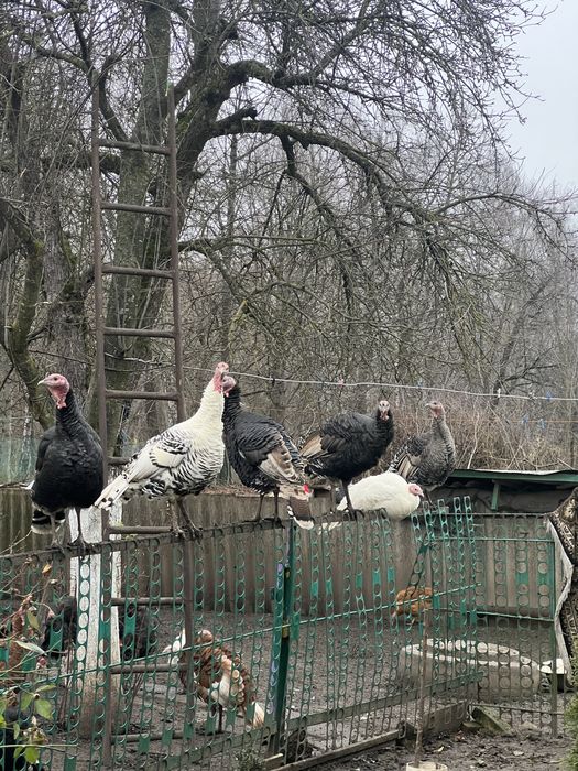 Продам індики , домашні ідинки , індики , продам тушку індика