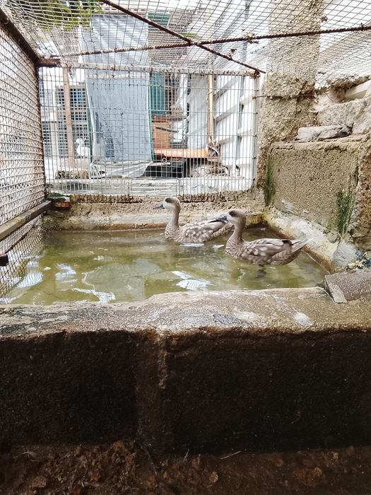 Patos , preço negociável