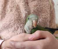 Папуга монах квакер, ручний викормиш, вік 2 місяці