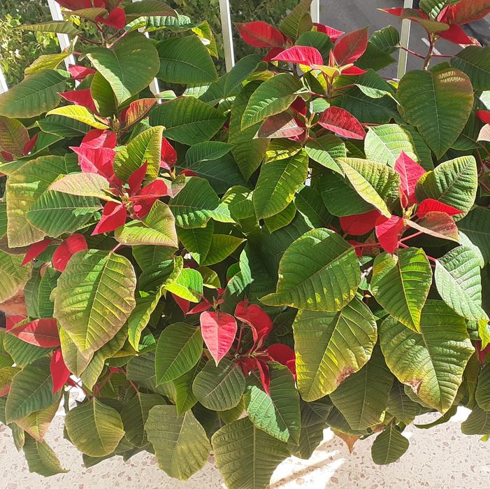 Flor de Natal vermelha