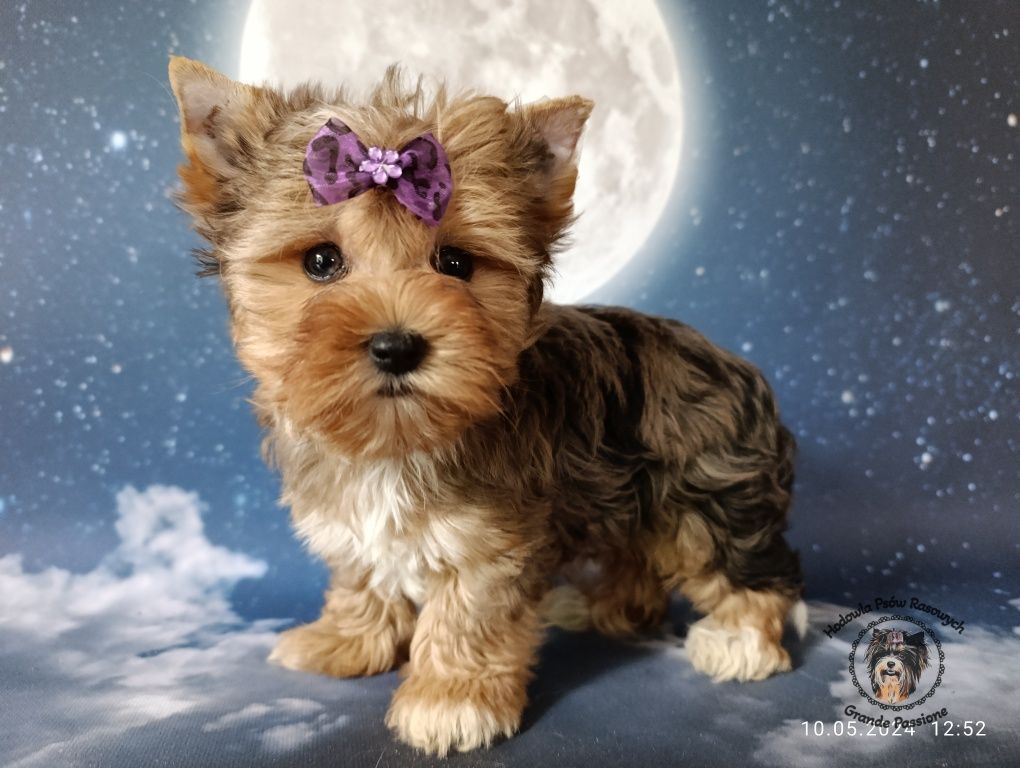 York,yorkshire terrier blue merle suczka