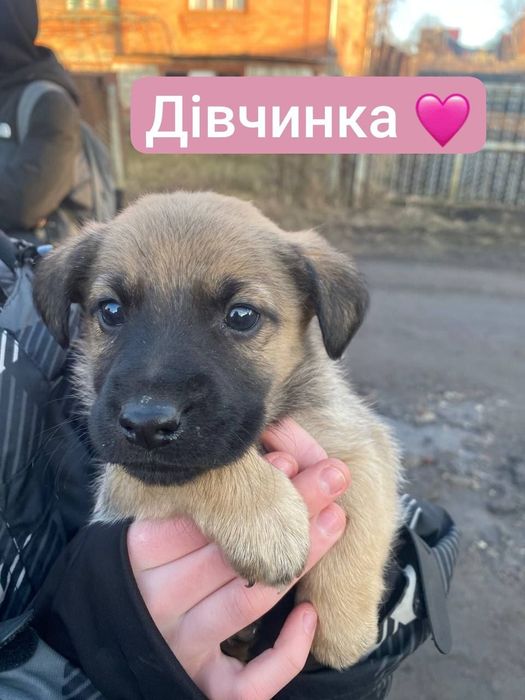 Песики у добрі руки