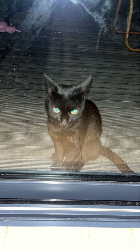 gatinho para adocao