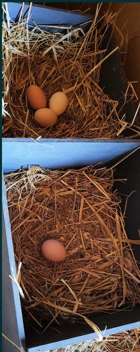 Jajka wiejskie!!  duże L.. ekologiczne.. świeże..