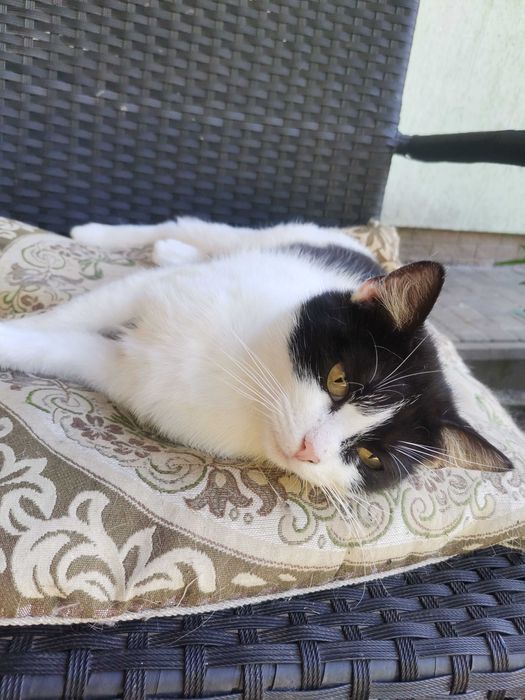 Віддам кицю стерилізовану