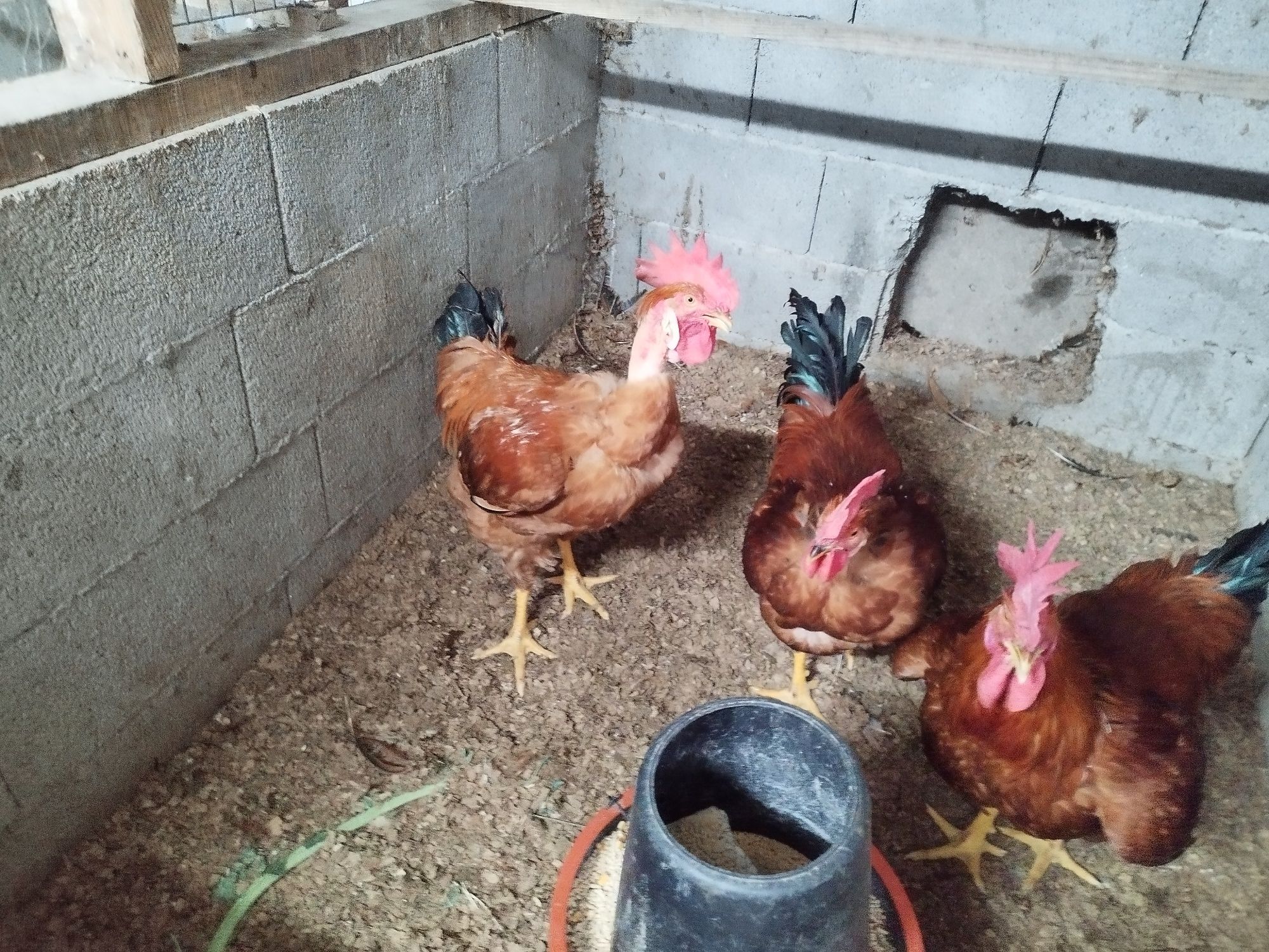 Galos vermelhos  caseiros