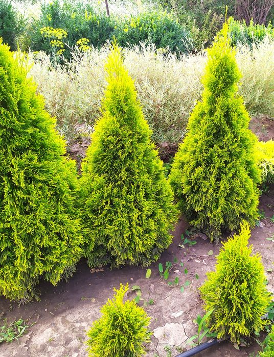 ТУЯ СМАРАГД, Колумна, Ауреа, Даніка,САМШИТ, ЯЛІВЦІ, Листяні кущі, інше