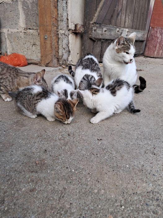 Kotki oddam w dobre ręce