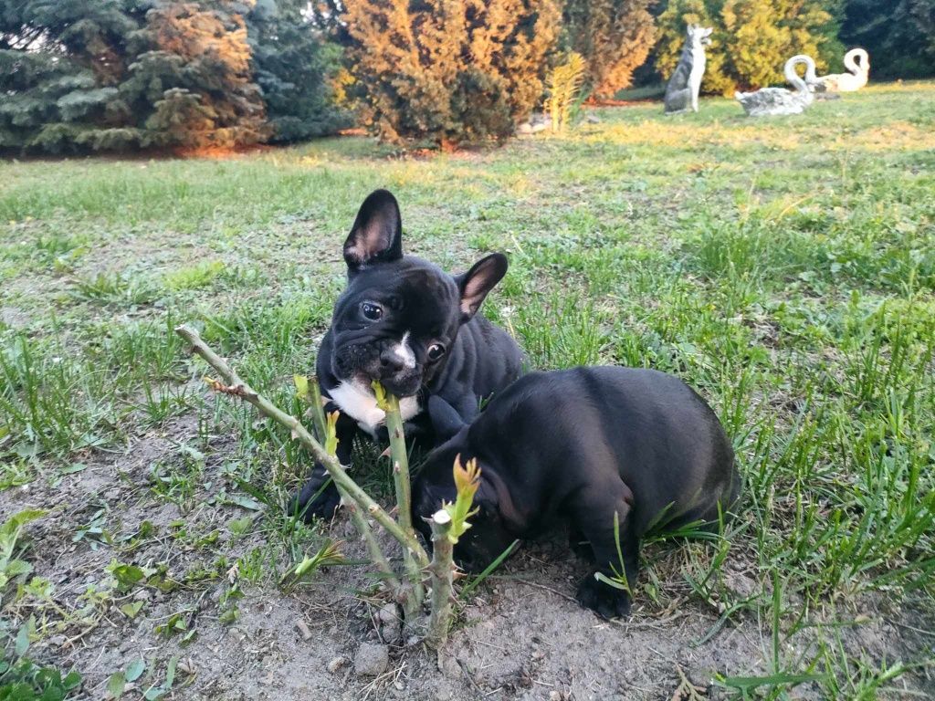 Buldog francuski Buldogi buldożek szczeniaczek