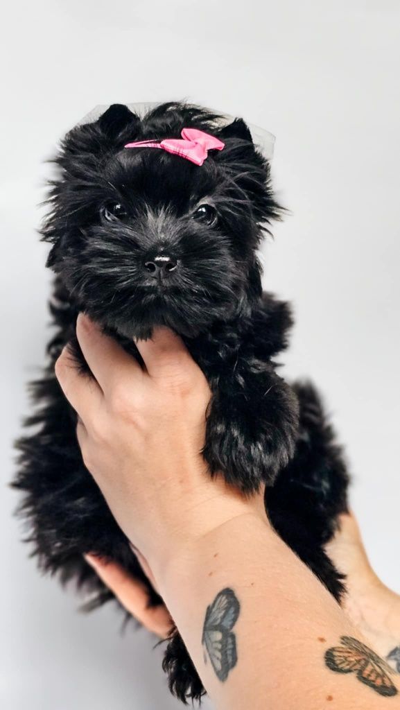 Suczka york xs mini black tan Pixi