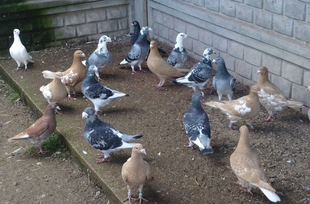 Staropolskie Mulemans