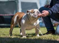 buldog angielski zkwp fci Gr. Ch. PL, Ch. PL, Jr Ch. PL reproduktor