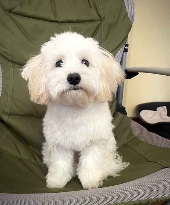 Мальтипу дівчинка