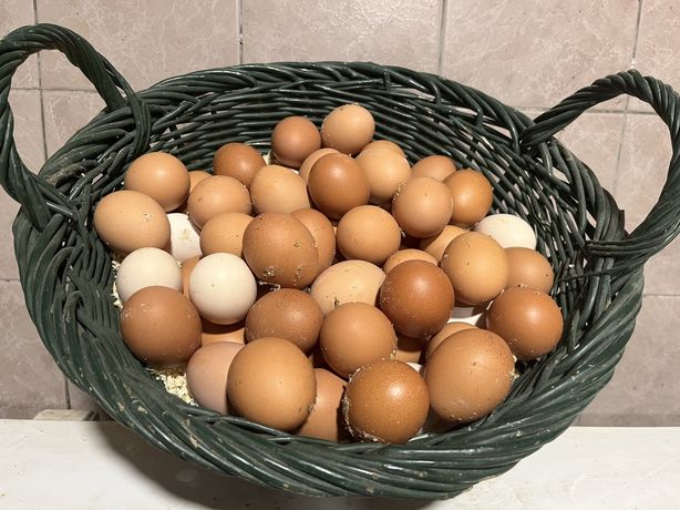 Ovos caseiros de galinhas/poedeiras