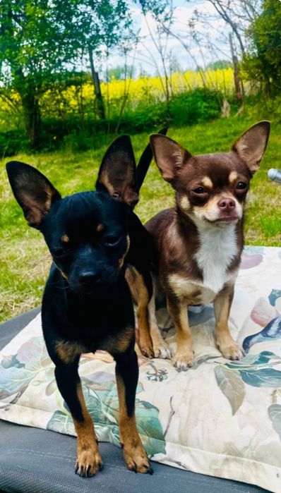 Sunia chihuahua krótkowłosa  czekoladowa