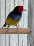 Diamantes D/gould , época 2024/2025