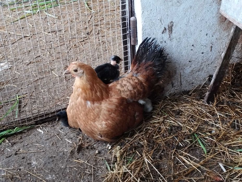 GALOS, GALINHAS, PATOS E COELHOS