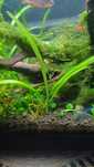 Vendo vallisneria nana