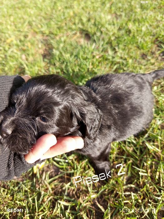 Oddam szczeniaki rasy Cocker spaniel
