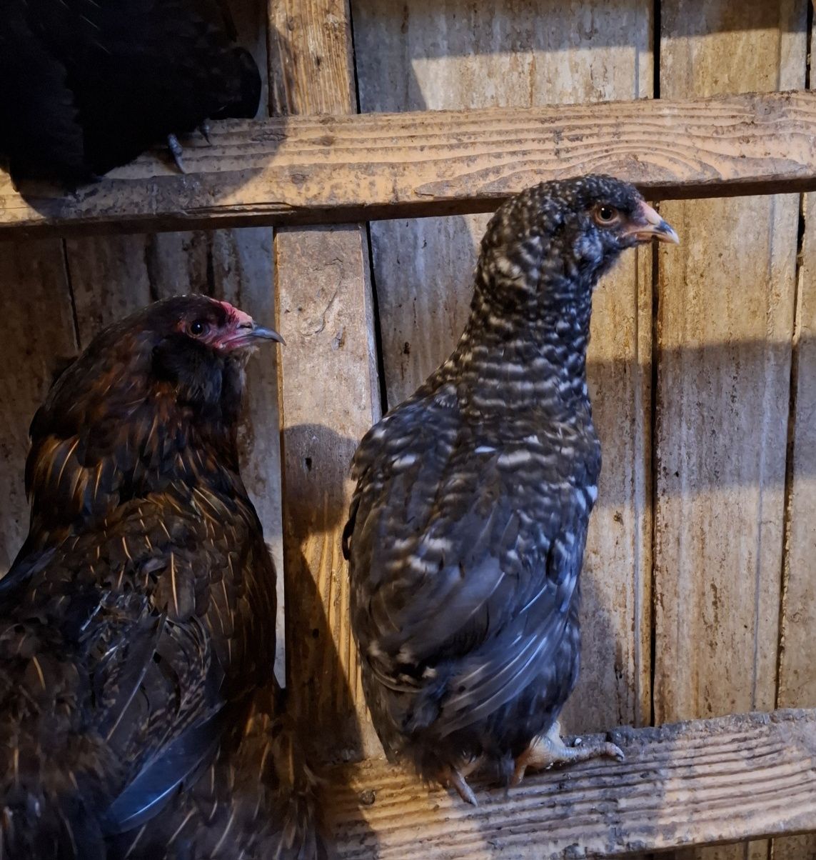 Pisklaki kochin, marans, araucana, legbar, silka, zielononóżka, kogut