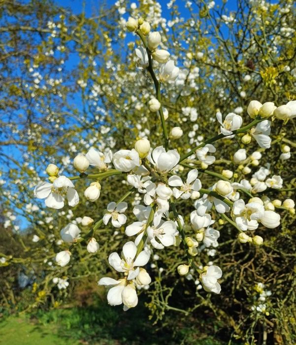 Трифоліата звичайна