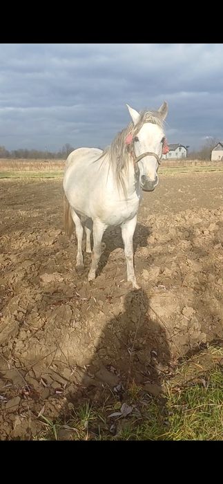 Продам робочу кобилу