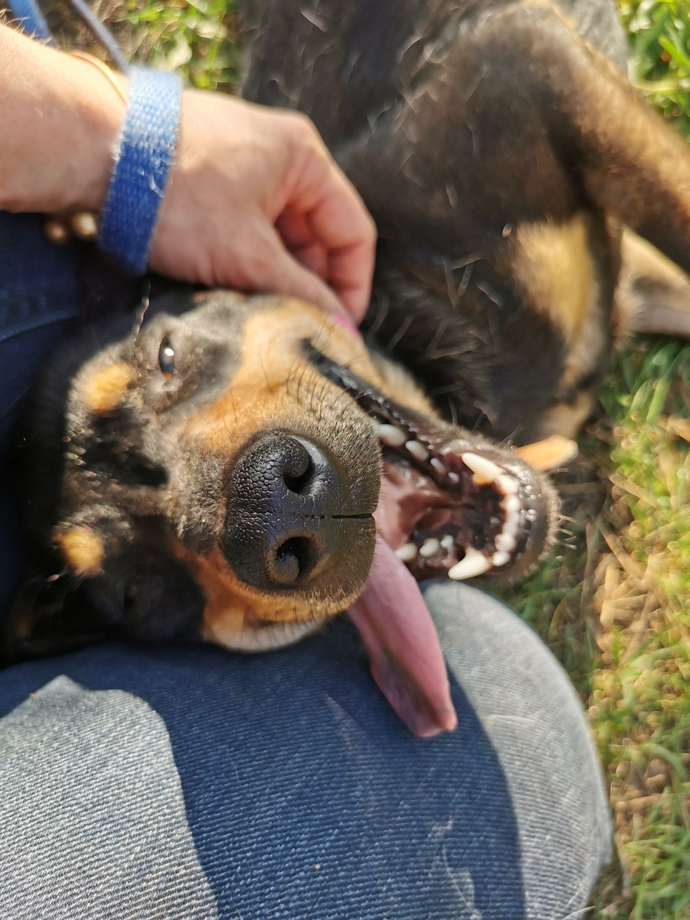 BONNI młoda wesoła suczka poleca się do adopcji