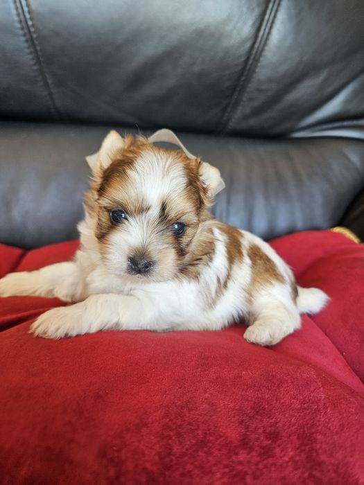 York terrier golddust rezerwacja