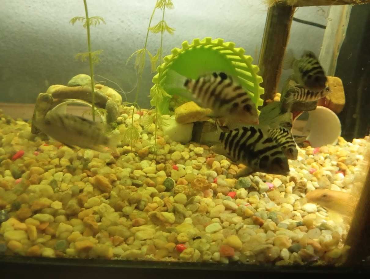 peixe papagaio anao (amphilophus citrinellus)