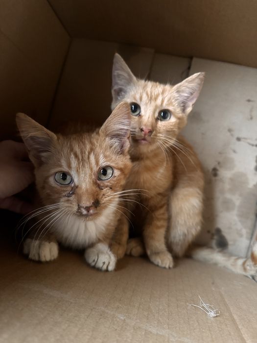 Рижі руді кошенята коти котики