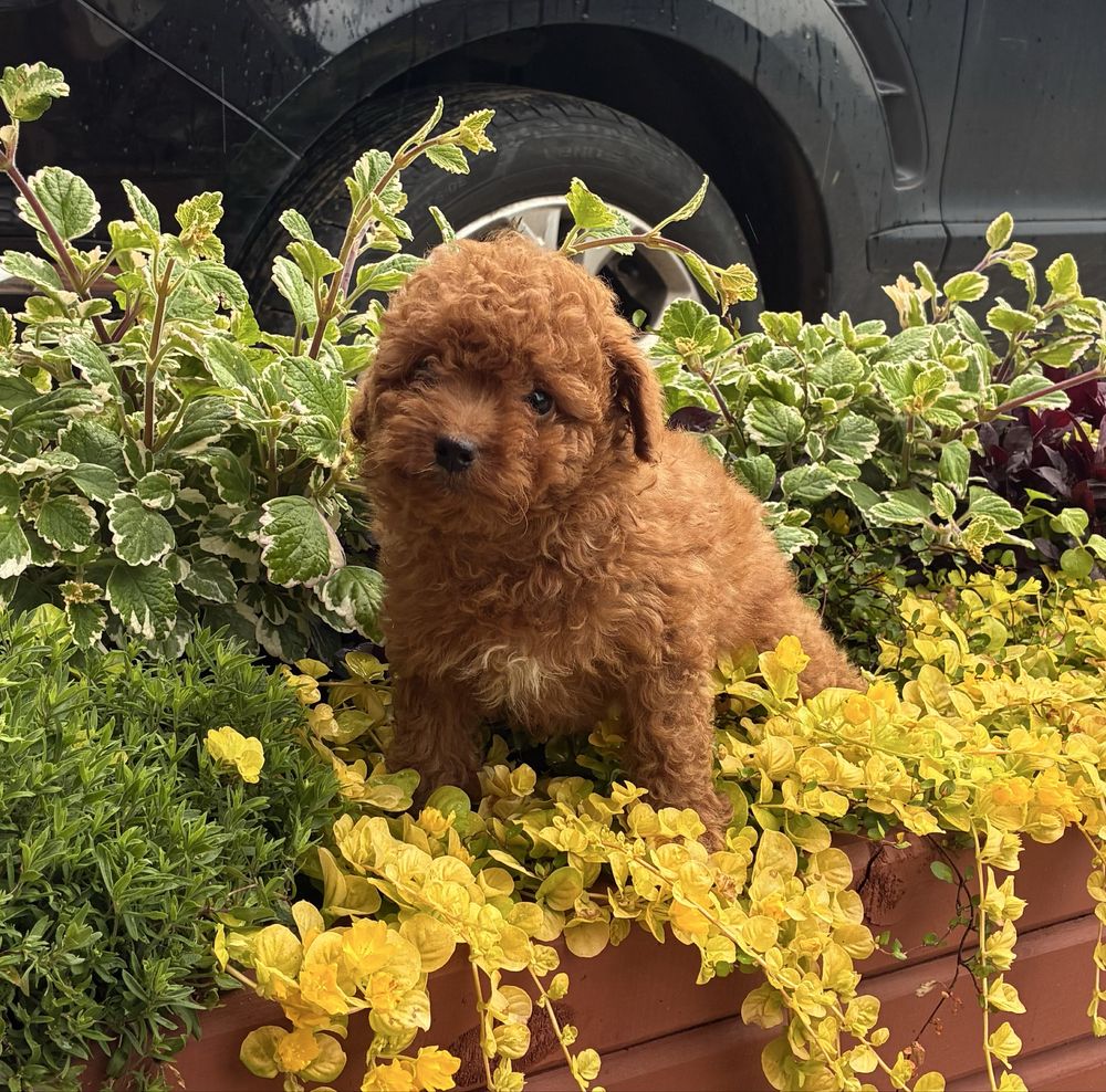 Maltipoo F1b super piesek