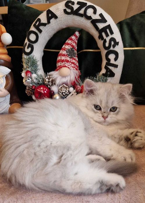 Koty Brytyjskie  z rodowodem