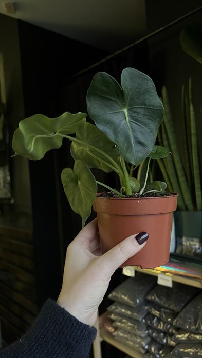 Alocasia Micholitziana Round Type мішольця раунд